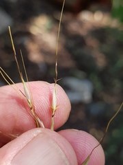 Chrysopogon serrulatus