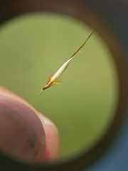 Chrysopogon serrulatus