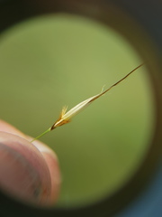 Chrysopogon serrulatus