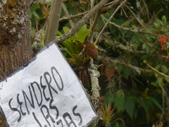 Cranioleuca erythrops