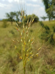 Chrysopogon serrulatus