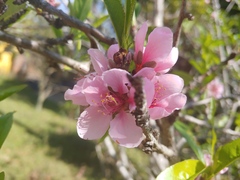 Image of Prunus persica