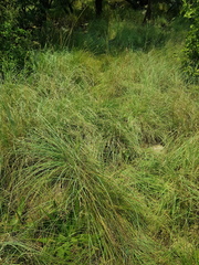 Chrysopogon serrulatus