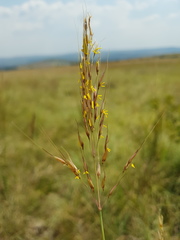 Chrysopogon serrulatus