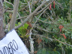 Cranioleuca erythrops