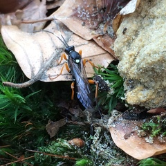 Ichneumon extensorius