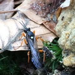 Ichneumon extensorius