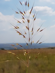 Chrysopogon serrulatus