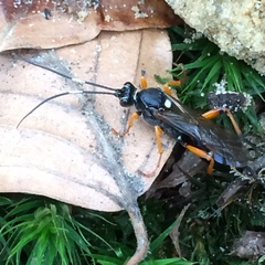 Ichneumon extensorius