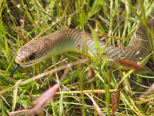 Photo of a Racer (Coluber constrictor)