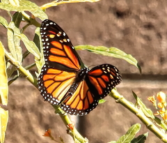 Danaus plexippus