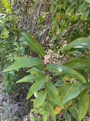 Coccoloba microstachya