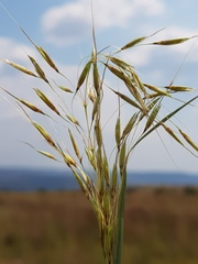 Chrysopogon serrulatus