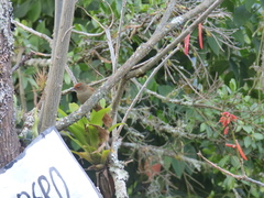 Cranioleuca erythrops