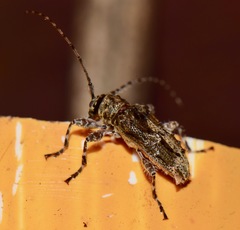 Oreodera brailovskyi