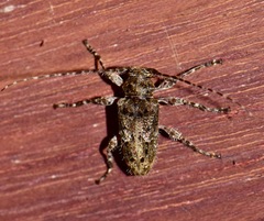 Oreodera brailovskyi