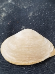 Austromacoma constricta