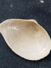 Austromacoma constricta