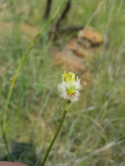 Lasiosiphon sericocephalus
