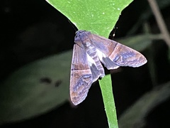 Nagara heterogramma