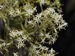 Passovia pedunculata