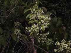 Passovia pedunculata