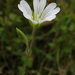 Cerastium alpinum - Photo (c) Kari Pihlaviita，保留部份權利CC BY-NC