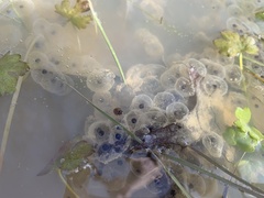 Pseudacris triseriata