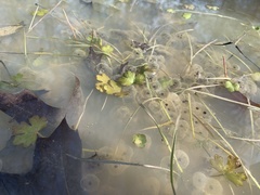 Pseudacris triseriata