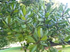 Planchonella costata