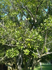 Planchonella costata