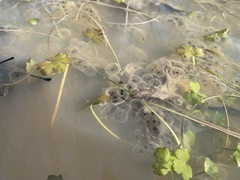 Pseudacris triseriata