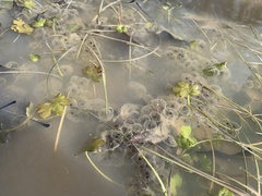 Pseudacris triseriata