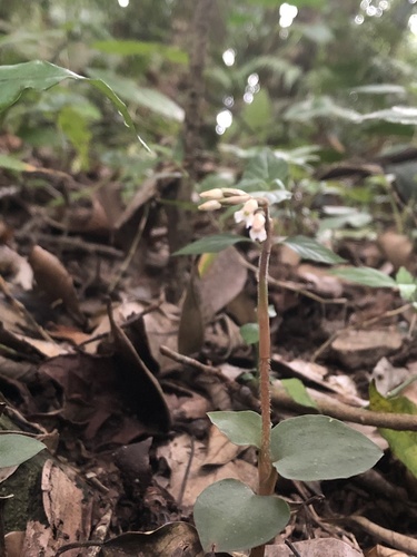 Cheirostylis liukiuensis iNat (2)