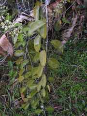 Passovia pedunculata