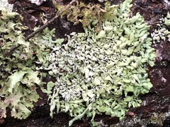 Hypogymnia rugosa