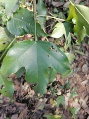 Dendropanax arboreus