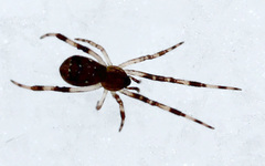 Episinus angulatus