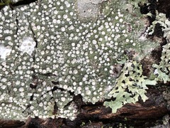 Pertusaria subambigens