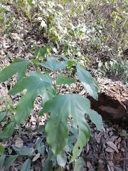 Dendropanax arboreus