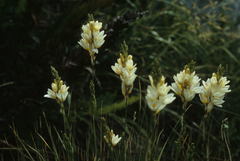 Ixia polystachya