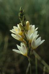 Ixia polystachya