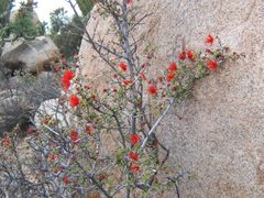 Calliandra californica