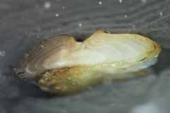 Perca flavescens
