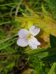 Barleria macrostegia