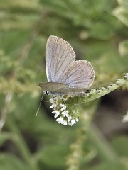 Hemiargus hanno hanno