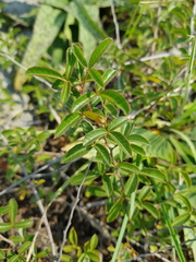 Searsia rigida rigida