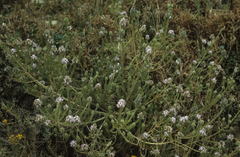 Aspalathus cephalotes violacea