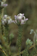 Aspalathus cephalotes violacea