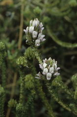 Aspalathus cephalotes violacea